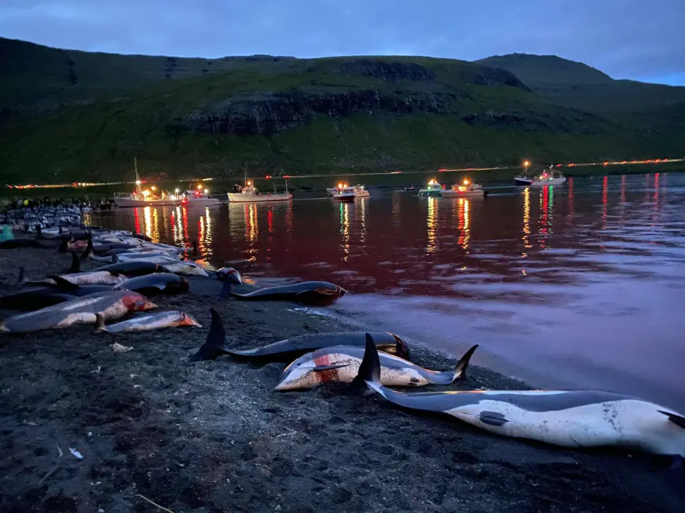 World Condemns Massacre of Almost 1500 Dolphins in Faroe Islands