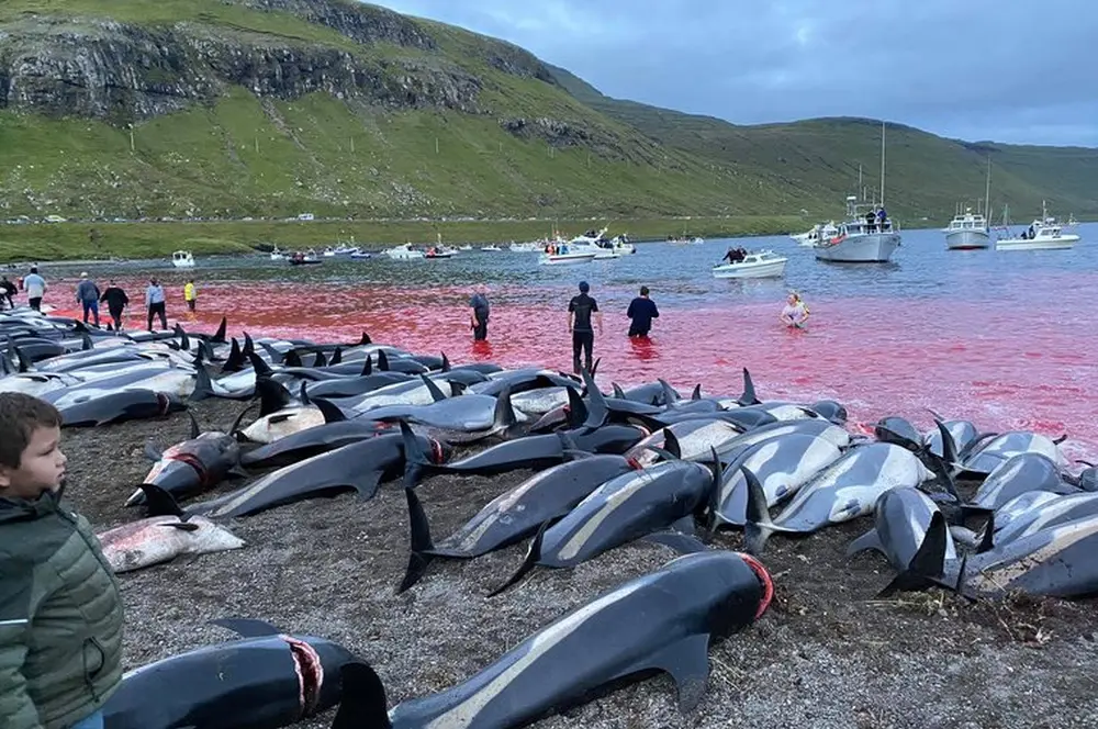 World Condemns Massacre of Almost 1500 Dolphins in Faroe Islands