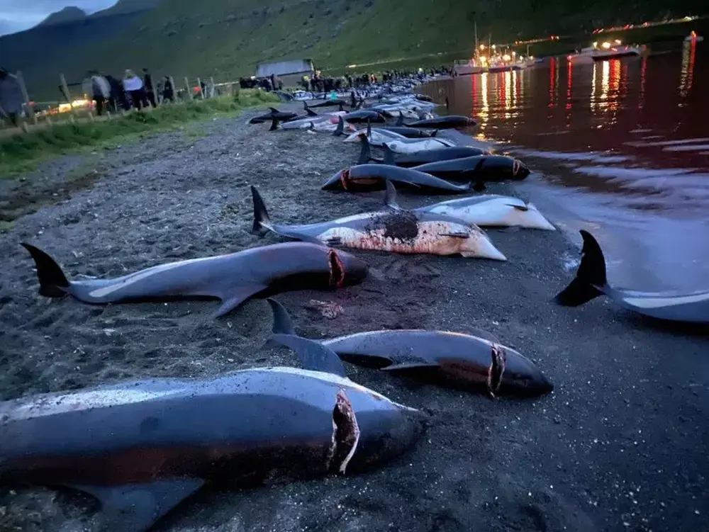 World Condemns Massacre of Almost 1500 Dolphins in Faroe Islands