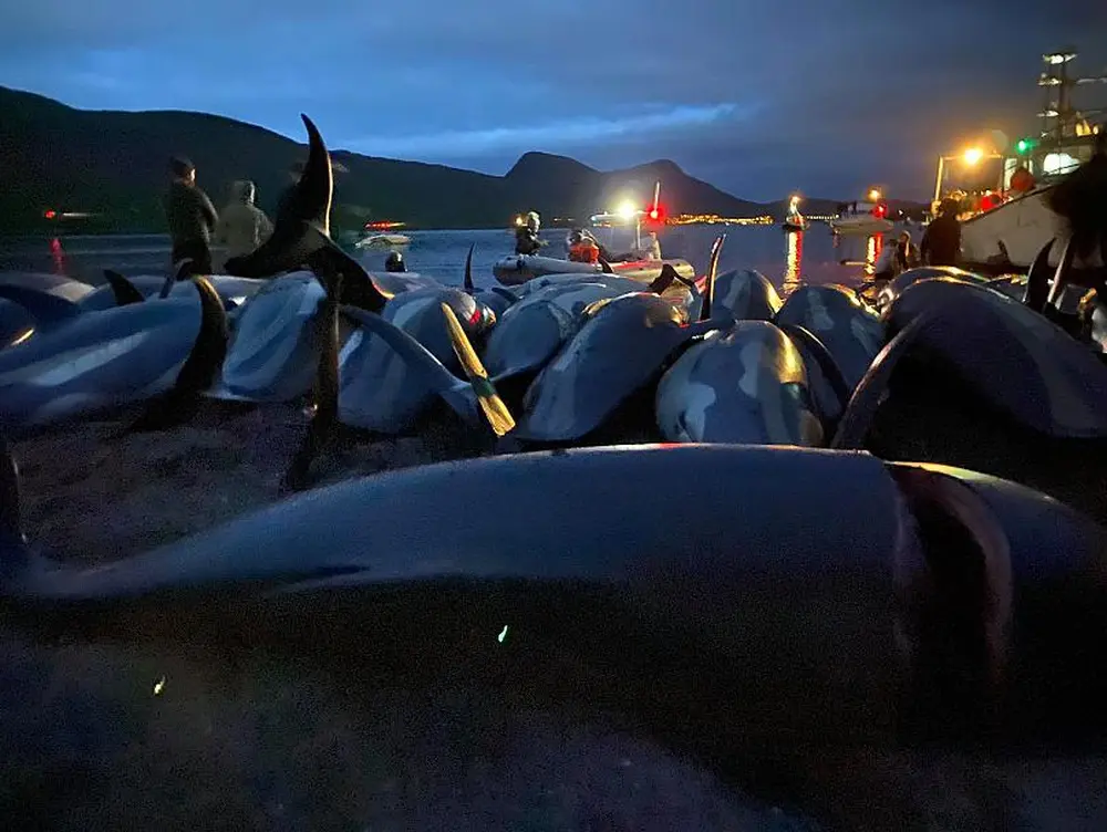 World Condemns Massacre of Almost 1500 Dolphins in Faroe Islands