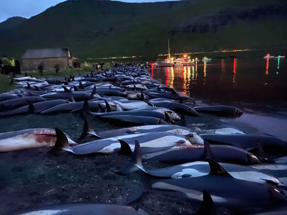World Condemns Massacre of Almost 1500 Dolphins in Faroe Islands