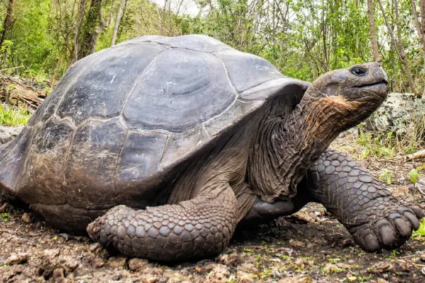15 Endangered Giant Tortoises Slaughtered on Galápagos Islands