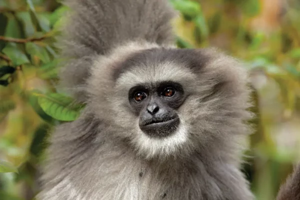 Struggle to Save Last Habitat of Javan Gibbons on Indonesian Island