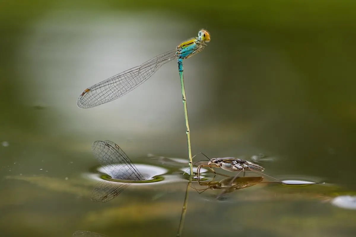 Mesmerizing Images from Close-Up Photographer of the Year 2021