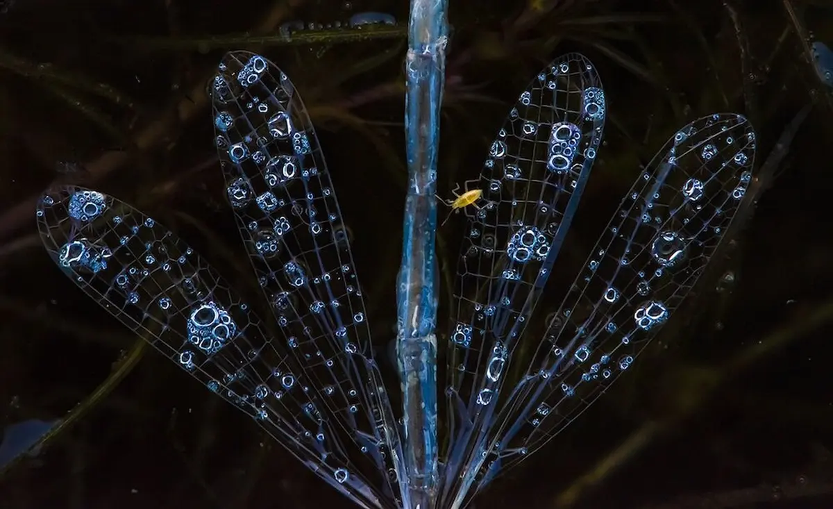 Mesmerizing Images from Close-Up Photographer of the Year 2021