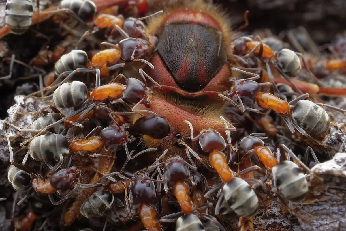 Mesmerizing Images from Close-Up Photographer of the Year 2021