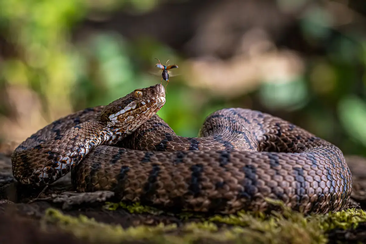 Mesmerizing Images from Close-Up Photographer of the Year 2021