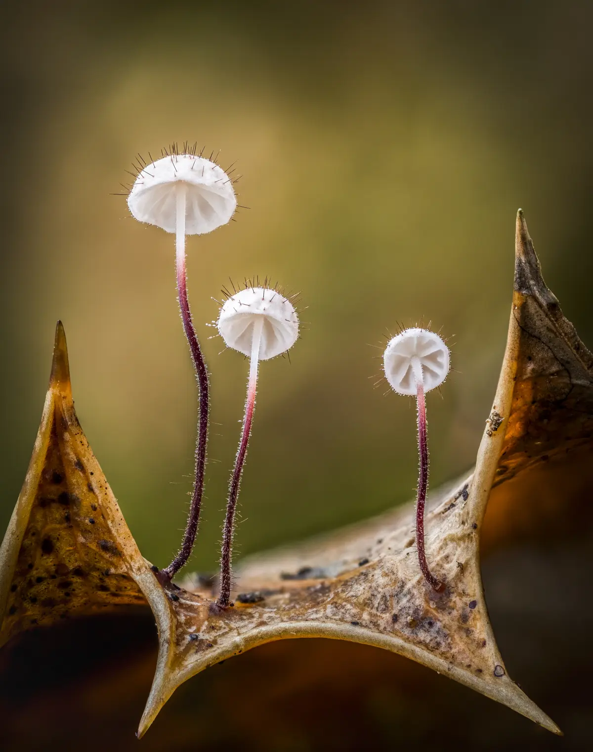 Mesmerizing Images from Close-Up Photographer of the Year 2021