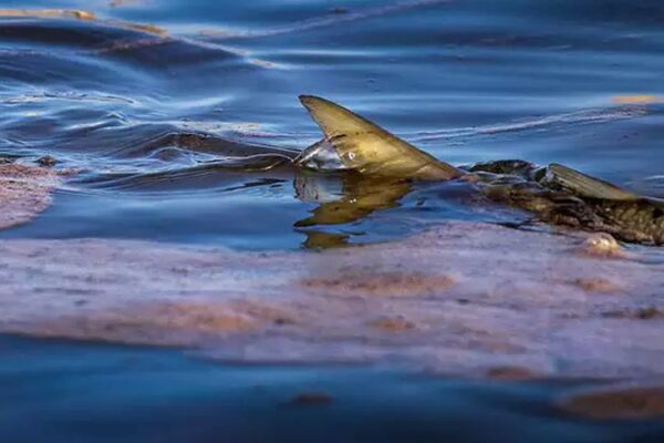 More Than 125,000 Gallons of Oil Spill off Coast in Southern California