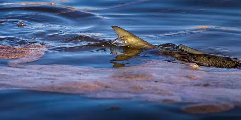 More Than 125,000 Gallons of Oil Spill off Coast in Southern California