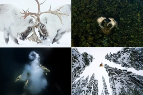 Winning Shots From Wildlife Photographer of the Year 2021 will Mesmerize You