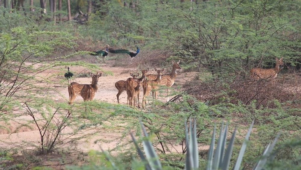 70 year old From Tamil Nadu’s Village to Give Up Fifty Acre Farm for Deer 