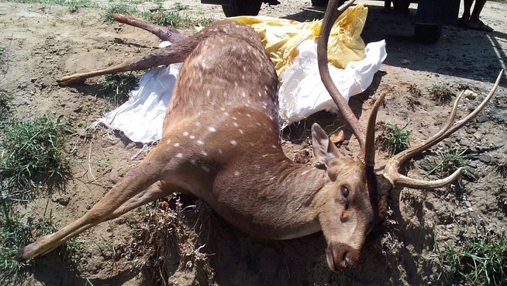70 year old From Tamil Nadu’s Village to Give Up Fifty Acre Farm for Deer 