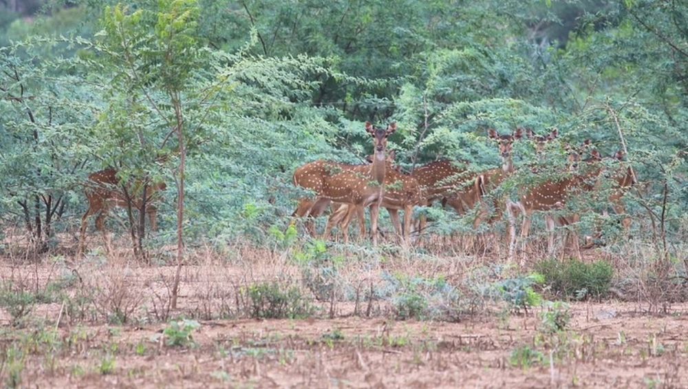 70 year old From Tamil Nadu’s Village to Give Up Fifty Acre Farm for Deer