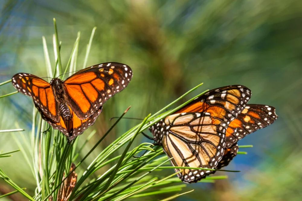 After record low, monarch butterflies return to California