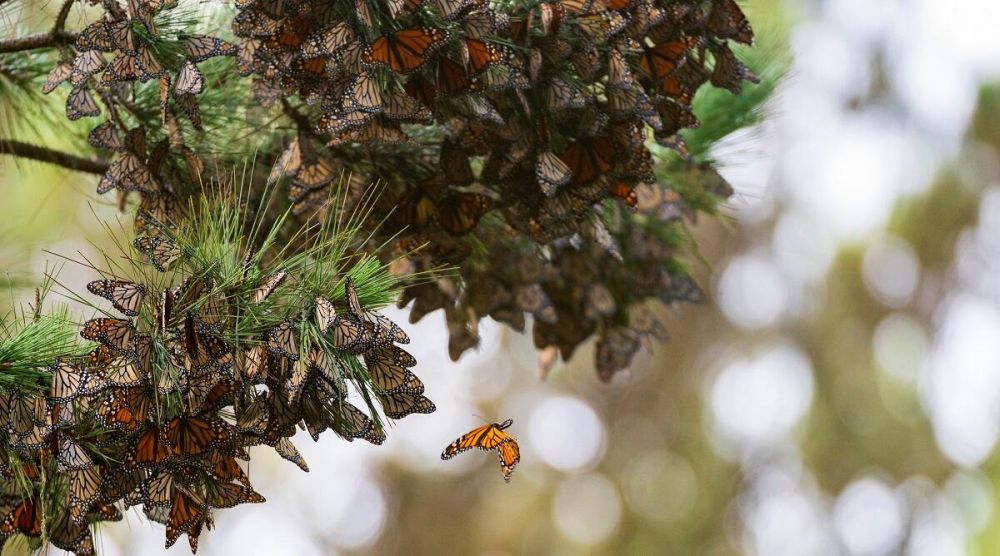After record low, monarch butterflies return to California