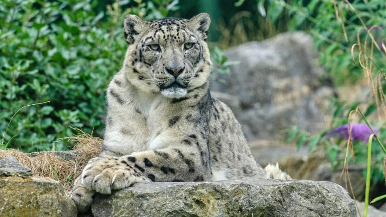 COVID Kills Three Snow Leopards at a Zoo in Nebraska