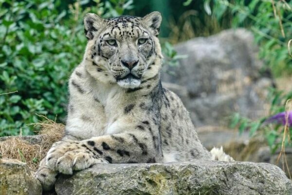 COVID to Kill Three Snow Leopards at a zoo in Lincoln, Nebraska