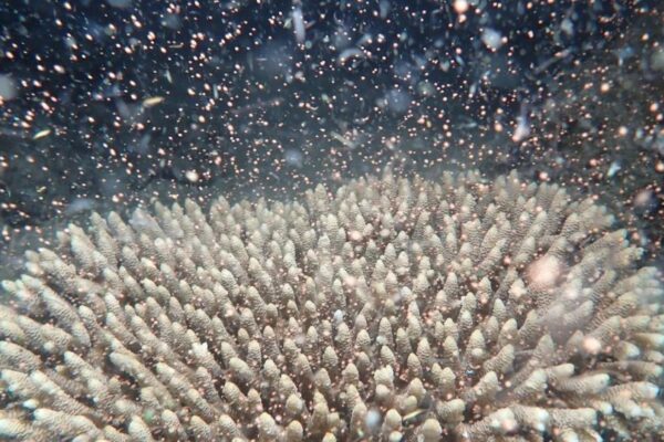 Great Barrier Reef experiences spawning events