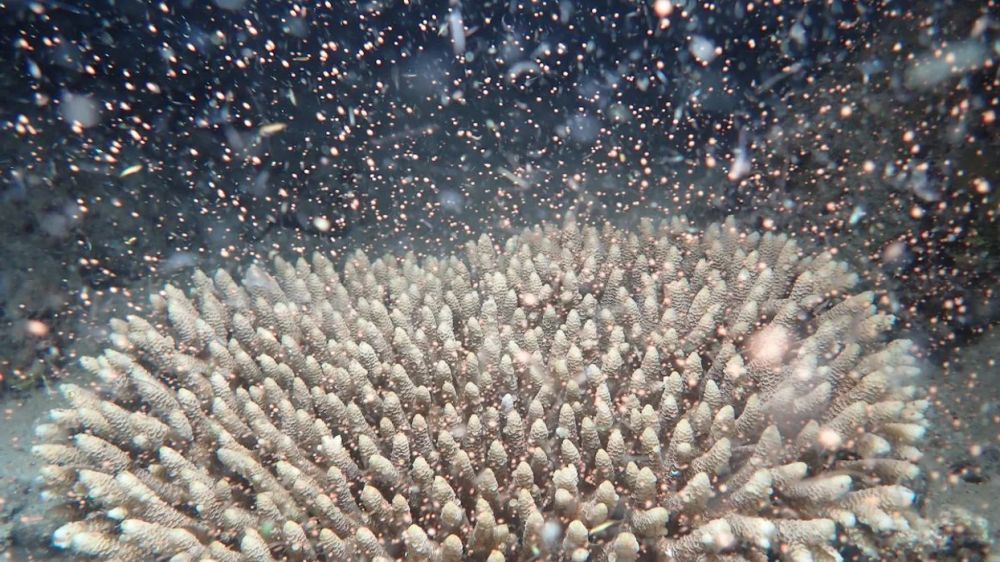 Great Barrier Reef experiences spawning events