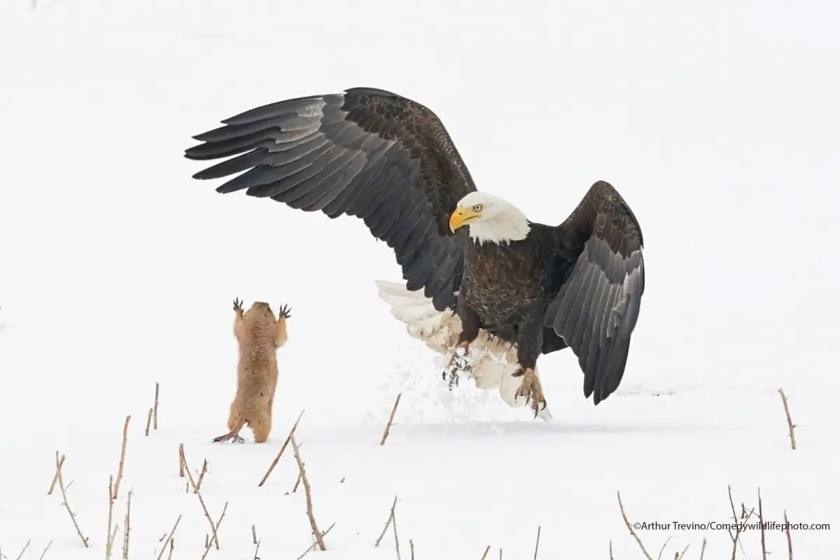 Hilarious Winners From Comedy Wildlife Photography Awards 2021