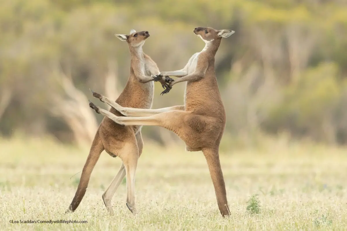 Hilarious Winners From Comedy Wildlife Photography Awards 2021