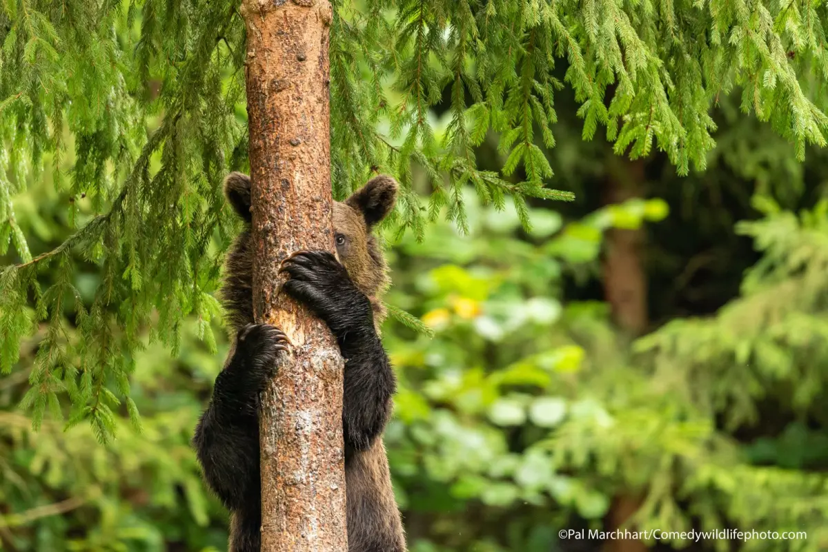 Hilarious Winners From Comedy Wildlife Photography Awards 2021