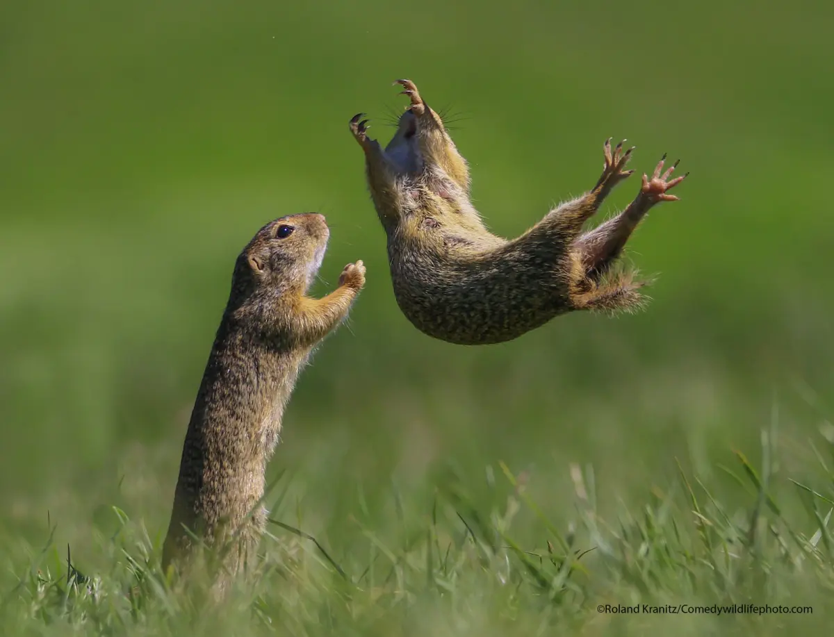 Hilarious Winners From Comedy Wildlife Photography Awards 2021