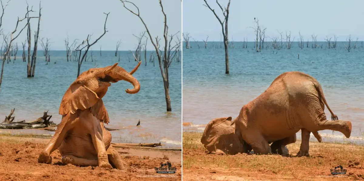 Hilarious Winners From Comedy Wildlife Photography Awards 2021