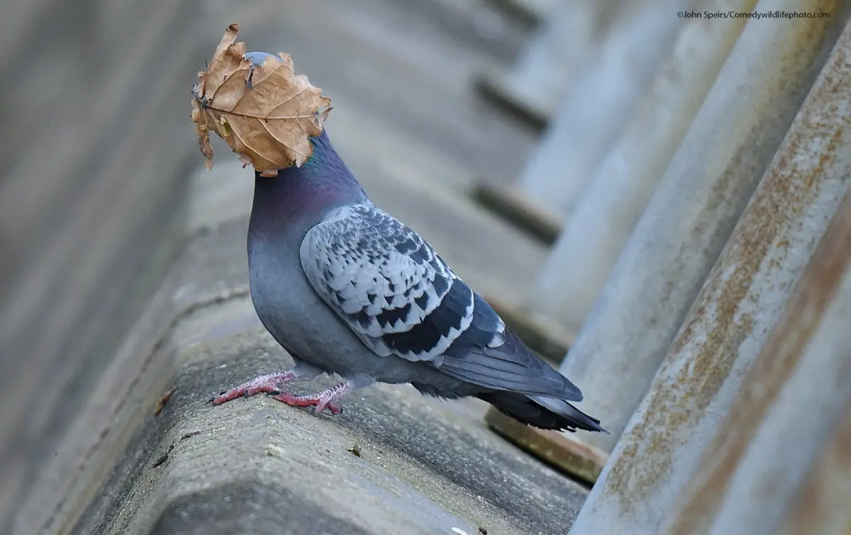 Hilarious Winners From Comedy Wildlife Photography Awards 2021