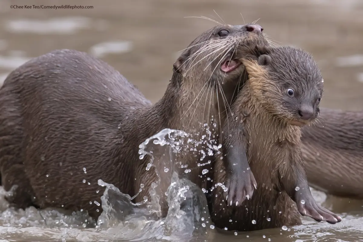 Hilarious Winners From Comedy Wildlife Photography Awards 2021