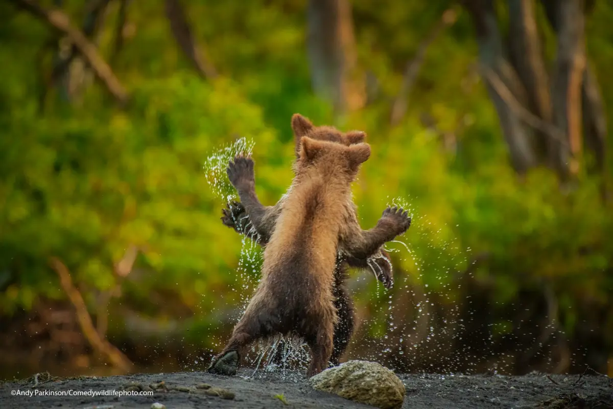 Hilarious Winners From Comedy Wildlife Photography Awards 2021