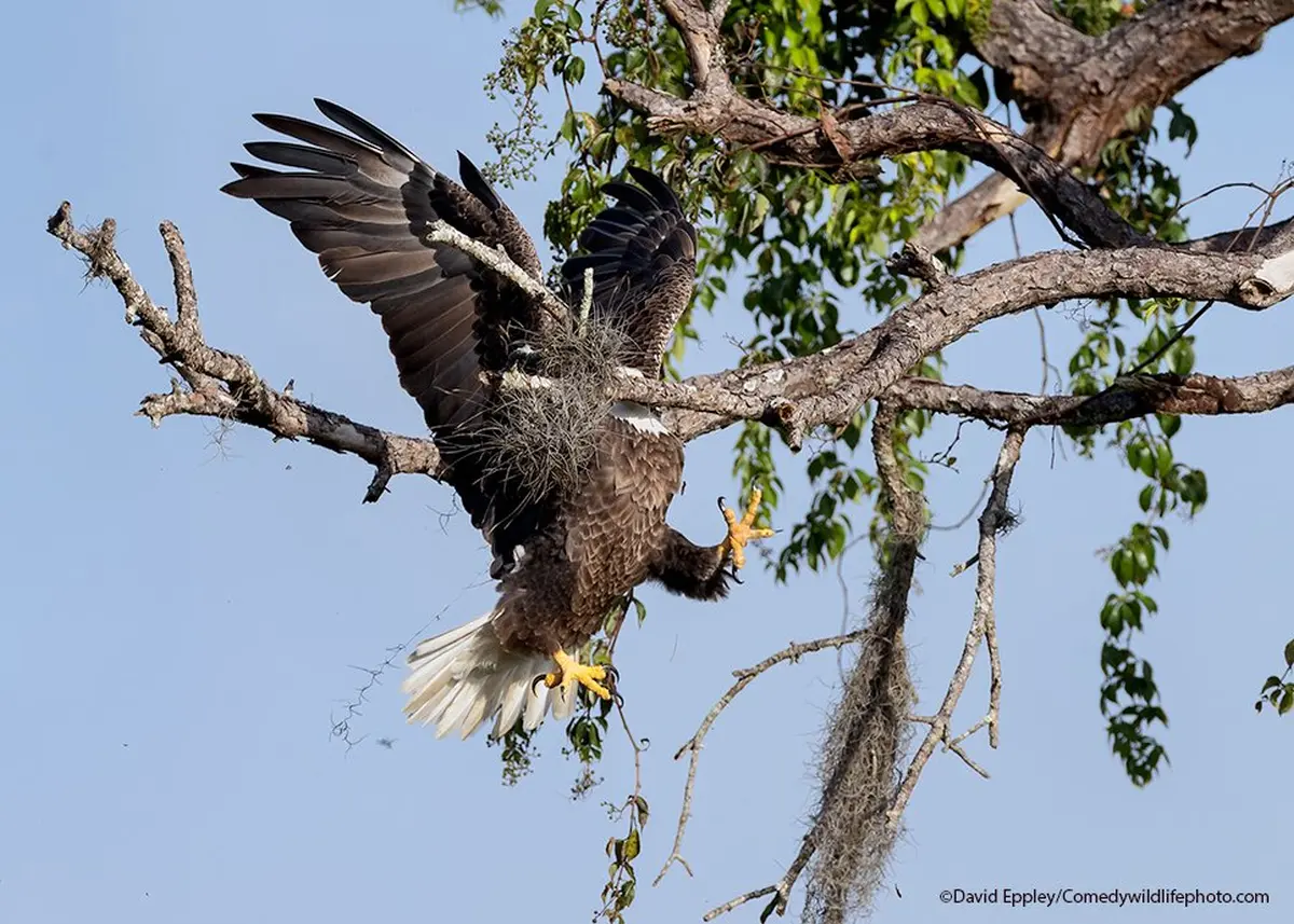 Hilarious Winners From Comedy Wildlife Photography Awards 2021