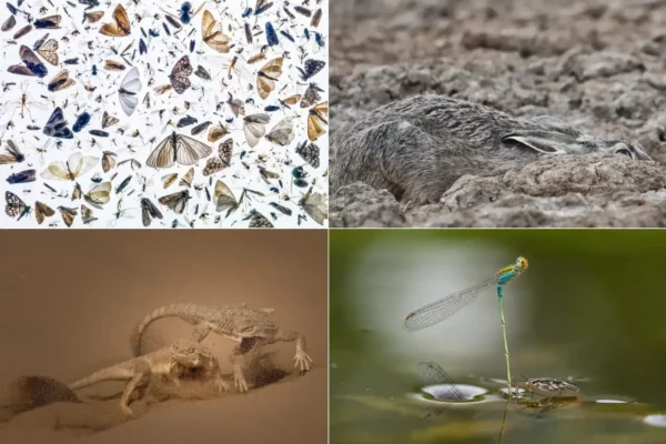 Images from Close-Up Photographer of the Year 2021