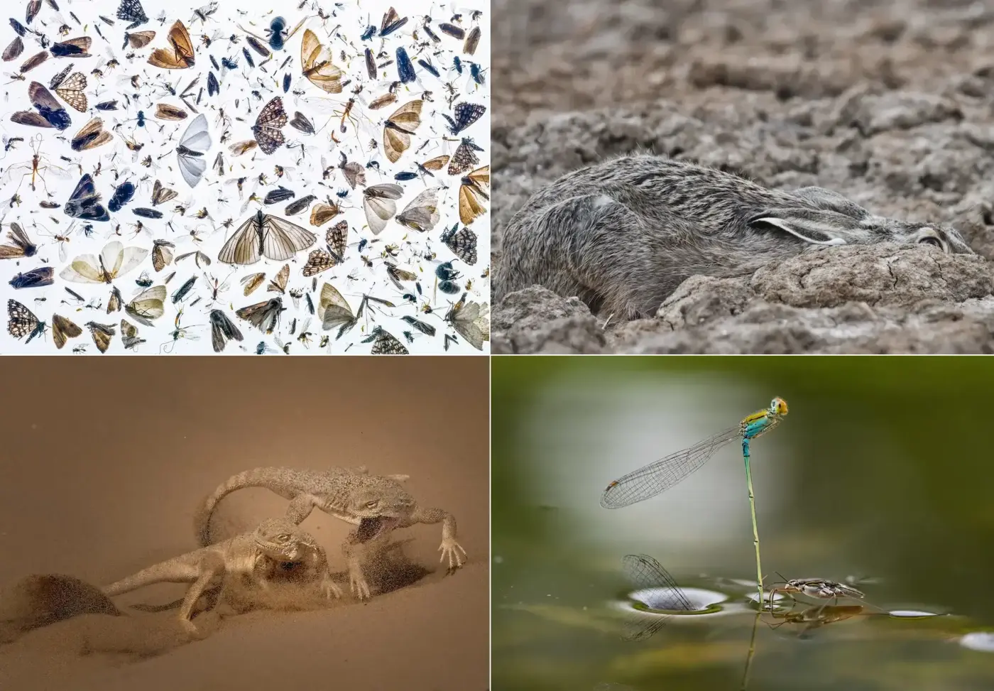 Images from Close-Up Photographer of the Year 2021
