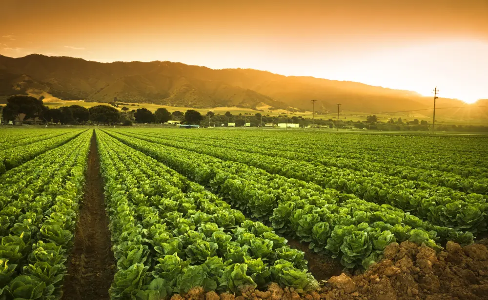 India Did Not Sign Up for Sustainable Agriculture Agenda at COP26, Centre Clarifies