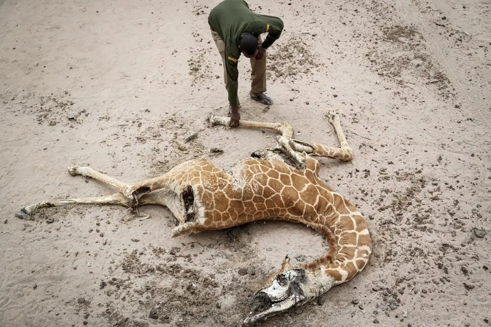 Kenya Drought: Dying Livestock, Exposed Women and Realities of Climate Change