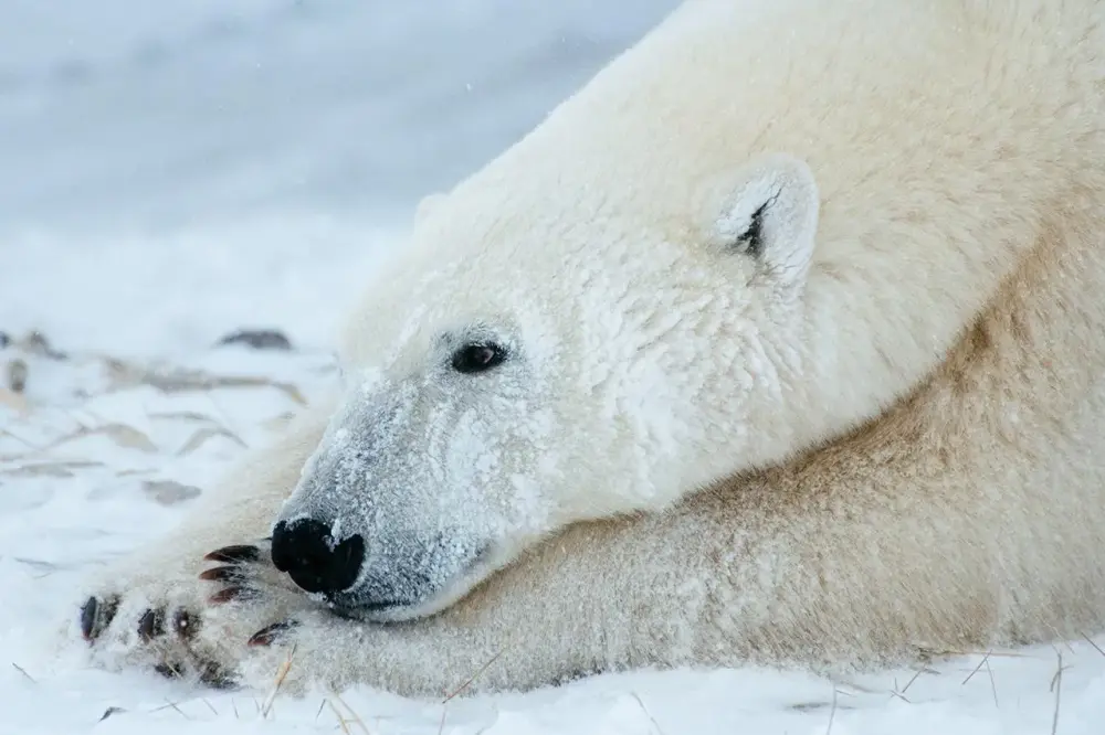 Learn More about these Creatures of Vulnerable Species this Polar Bear Week-1