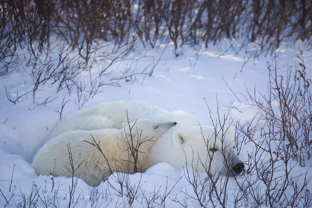 Learn More about these Creatures of Vulnerable Species this Polar Bear Week-1