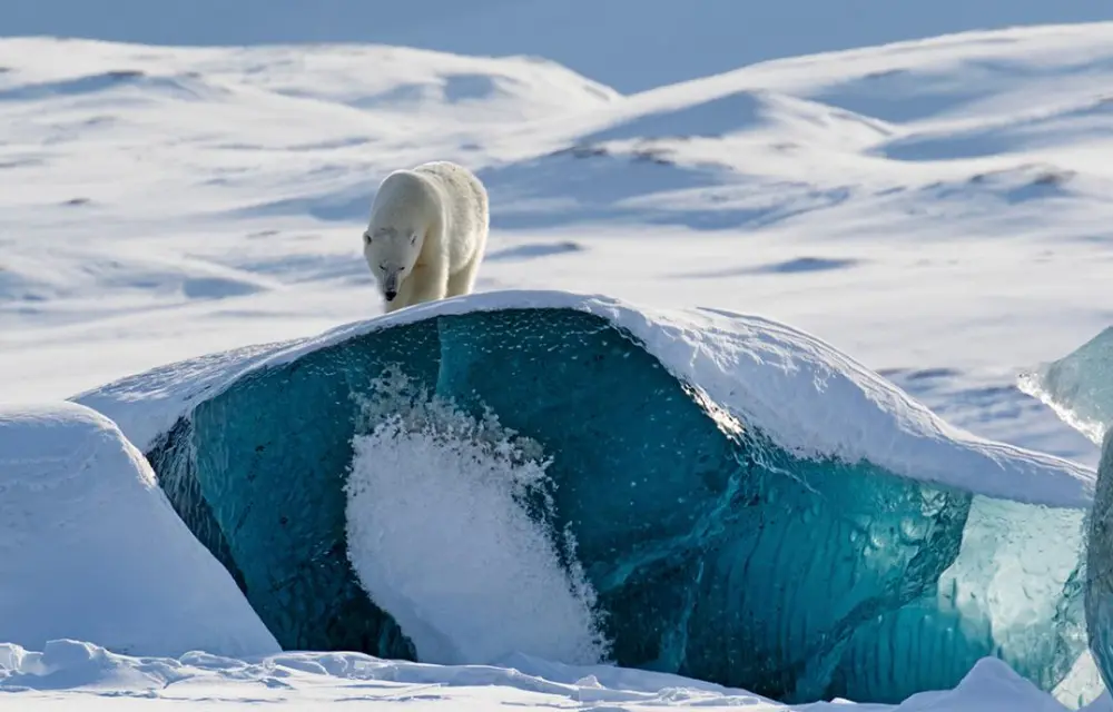 Learn More about these Creatures of Vulnerable Species this Polar Bear Week-1