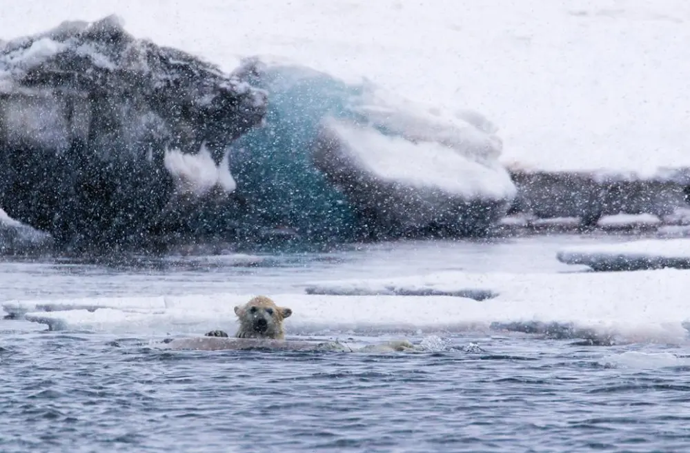 Learn More about these Creatures of Vulnerable Species this Polar Bear Week-1