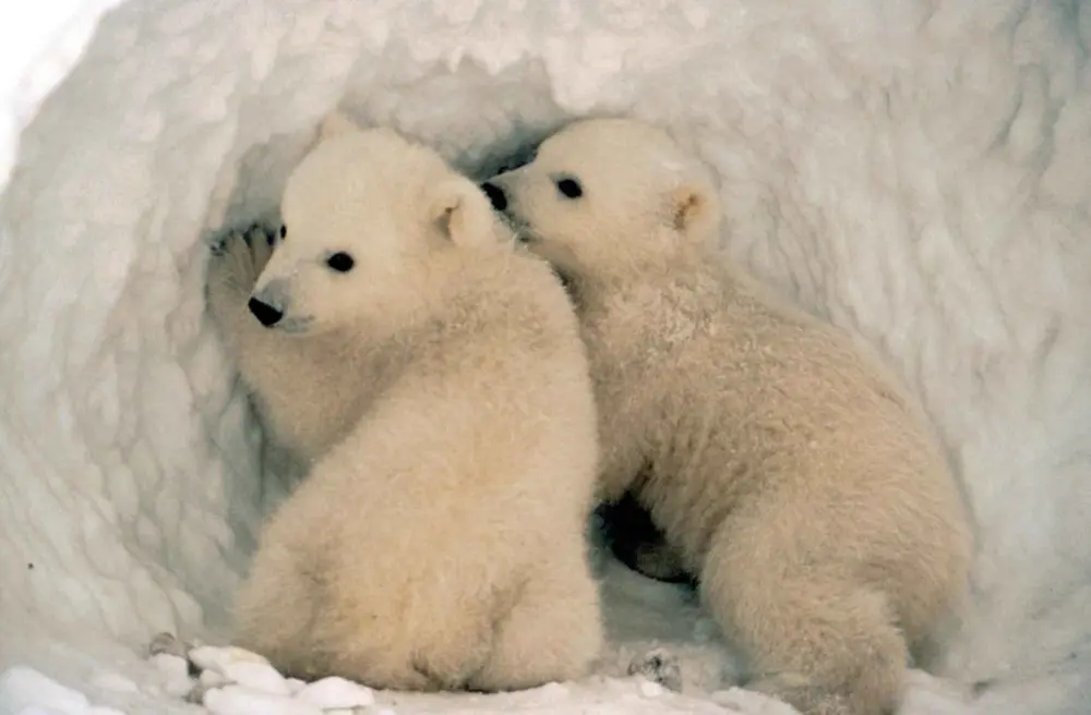 Learn More about these Creatures of Vulnerable Species this Polar Bear Week-1