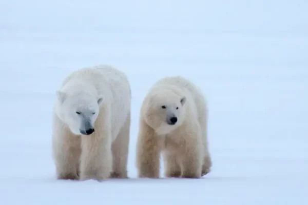 Learn More about these Creatures of Vulnerable Species this Polar Bear Week