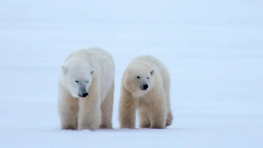 Learn More about these Creatures of Vulnerable Species this Polar Bear Week