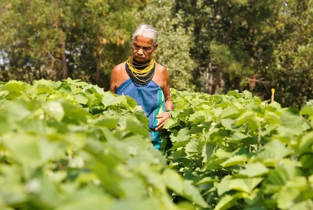 Meet Padma Shri Awardee Tulasi Gowda Who Planted Countless Trees