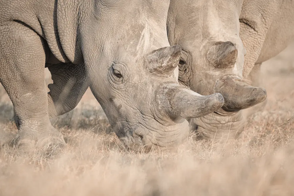 One of Last Two Northern White Rhinos Retired from Breeding Program