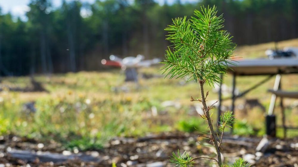 DroneSeed Planting Trees in Wildfire-Charred Landscapes in British Columbia