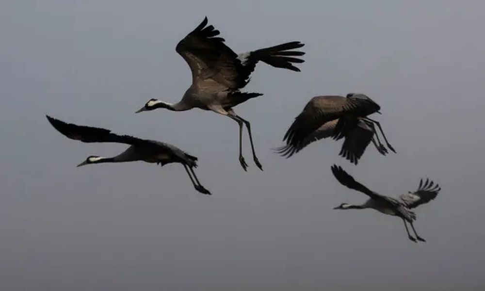 Bird flu outbreak in Israel kills 5,000 cranes and sparks slaughter of half a million chickens