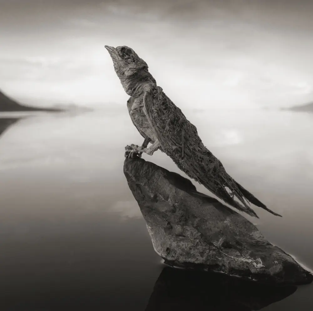 Lesser Flamingos Breed at Lake Natron That Petrifies Animals That Fall In