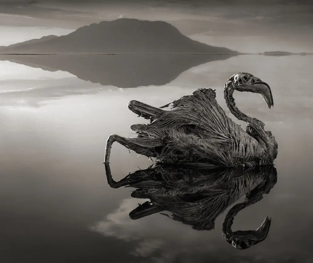 Lesser Flamingos Breed at Lake Natron That Petrifies Animals That Fall In